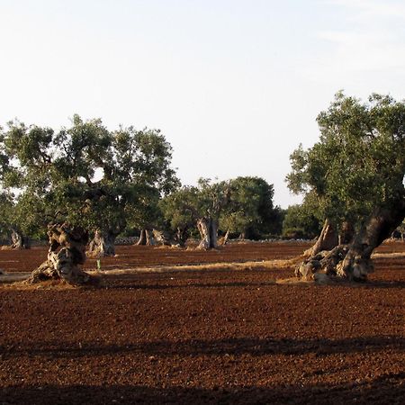 سافيلّيتري L'Ulivo Bed And Breakfast المظهر الخارجي الصورة