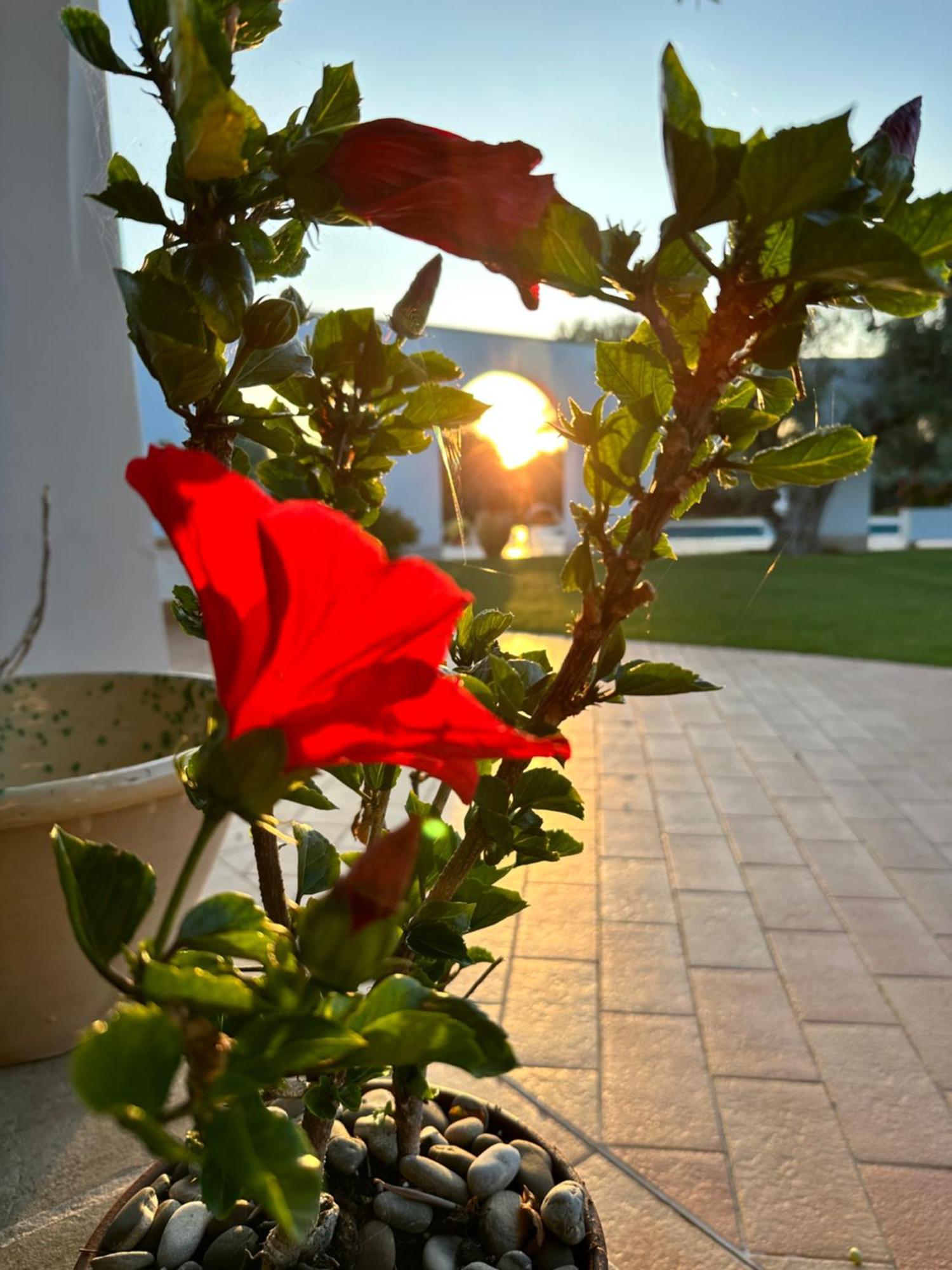 سافيلّيتري L'Ulivo Bed And Breakfast المظهر الخارجي الصورة