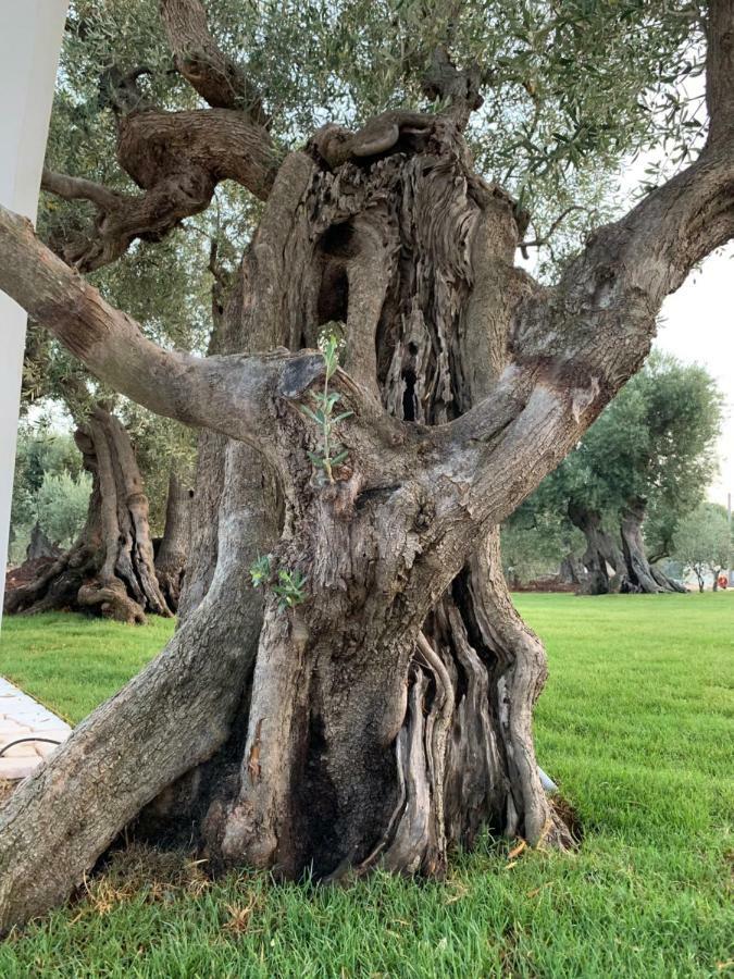 سافيلّيتري L'Ulivo Bed And Breakfast المظهر الخارجي الصورة